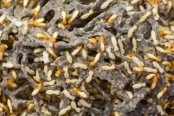 مكافحة النمل الأبيض